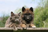 CHAT ET LAEKENOIS 015